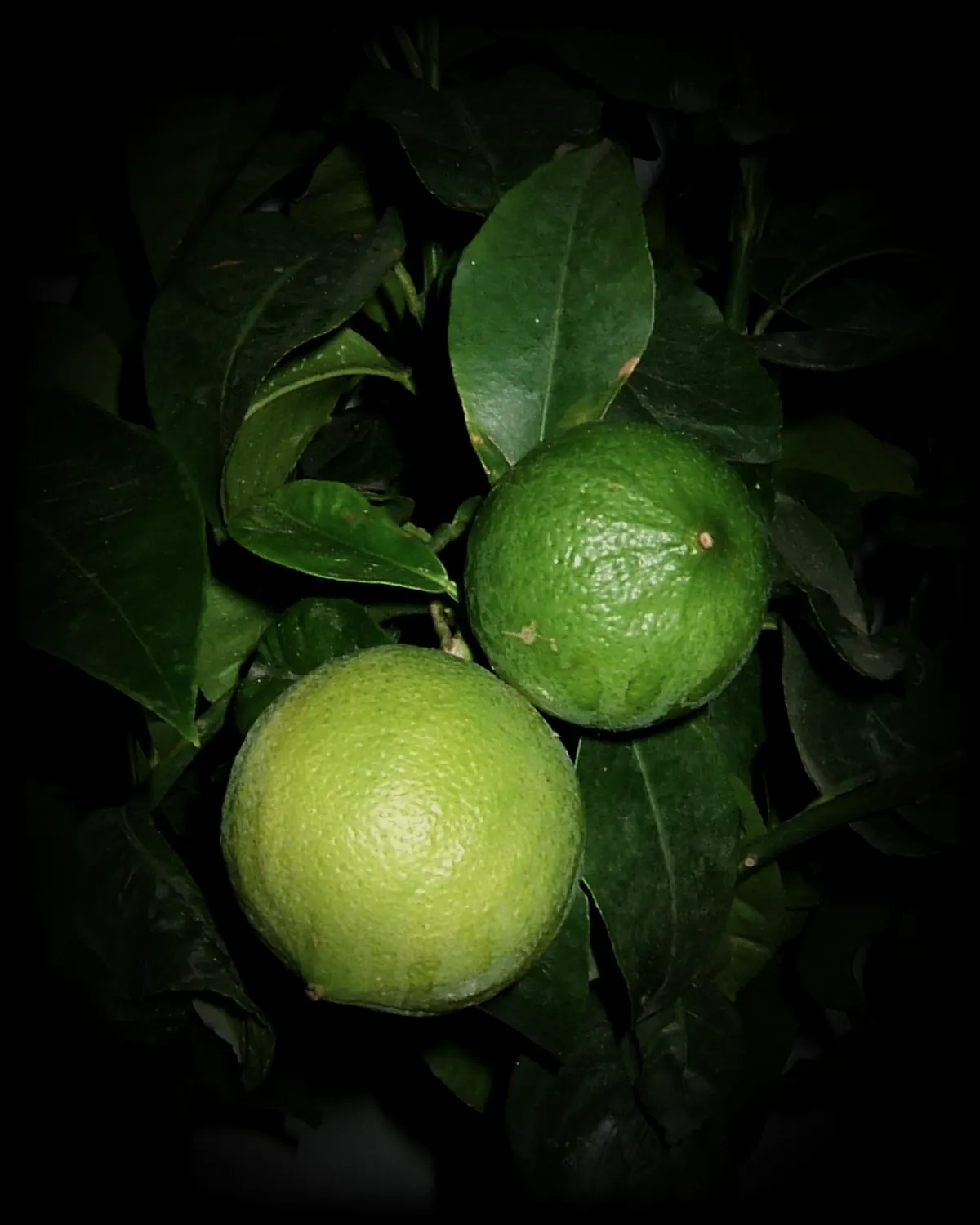 Bergamot, on the branch