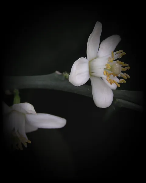 Bitter orange blossom