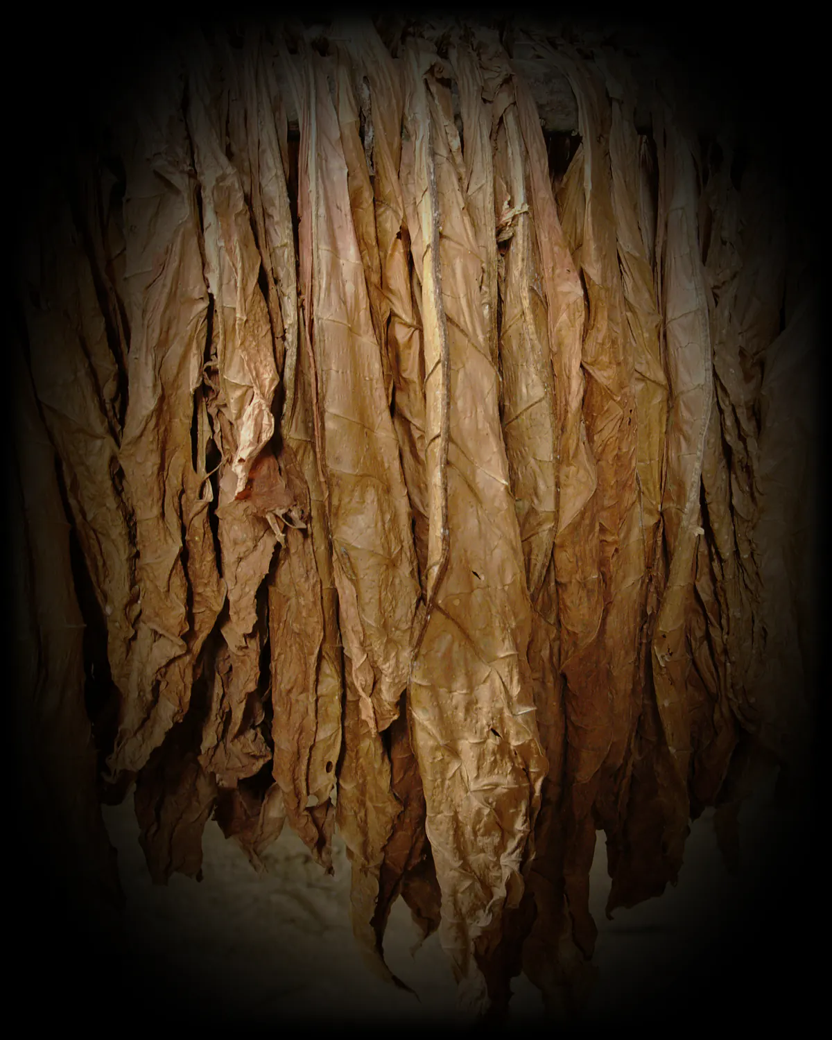 Tobacco, curing