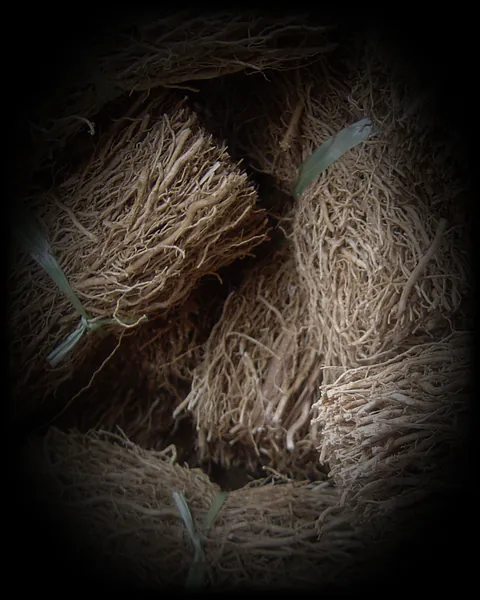 Vetiver roots, bundled