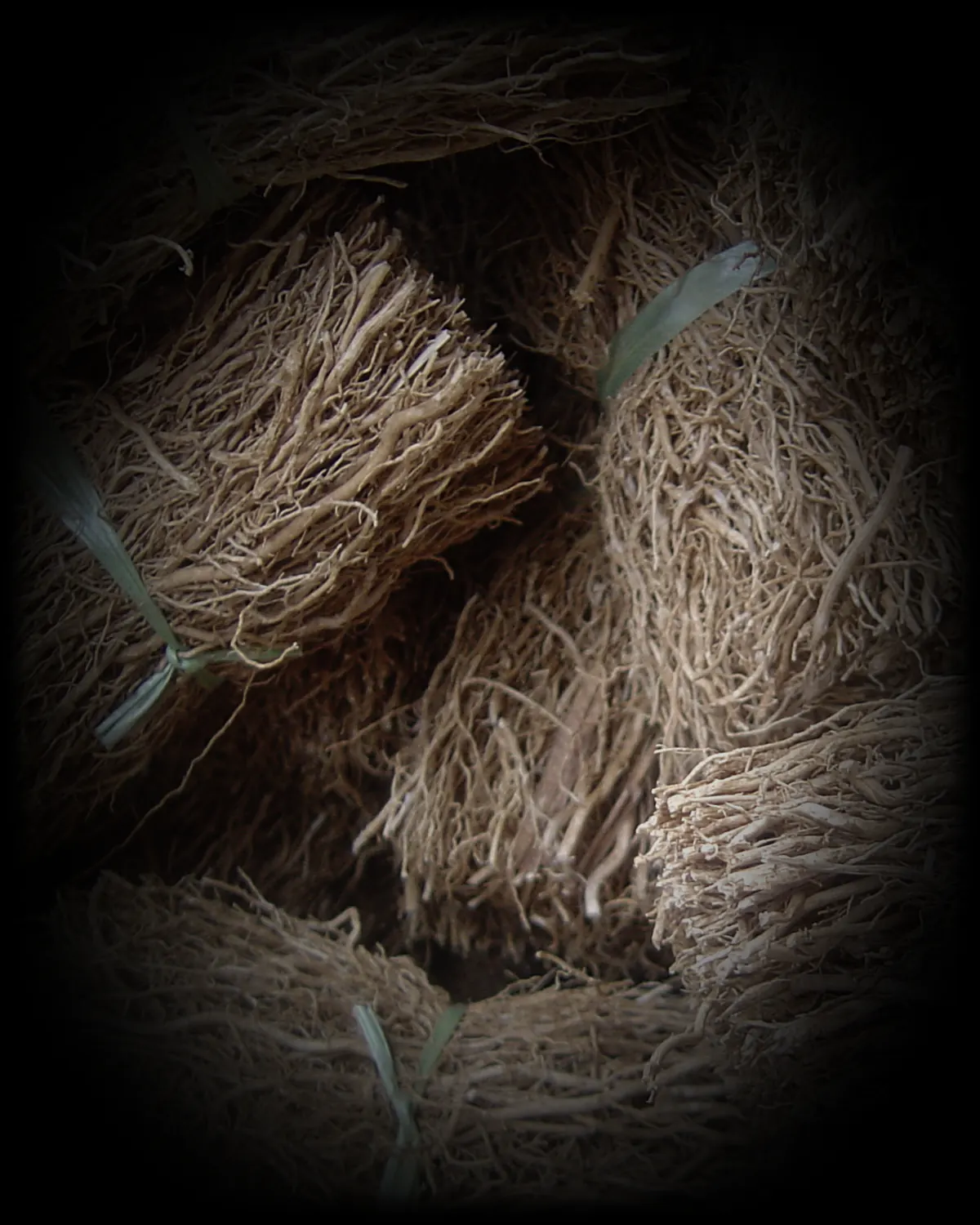 Vetiver roots, bundled